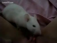 [ Zoophilia XXX Movie ] White Rat licks the Vagina of Girl